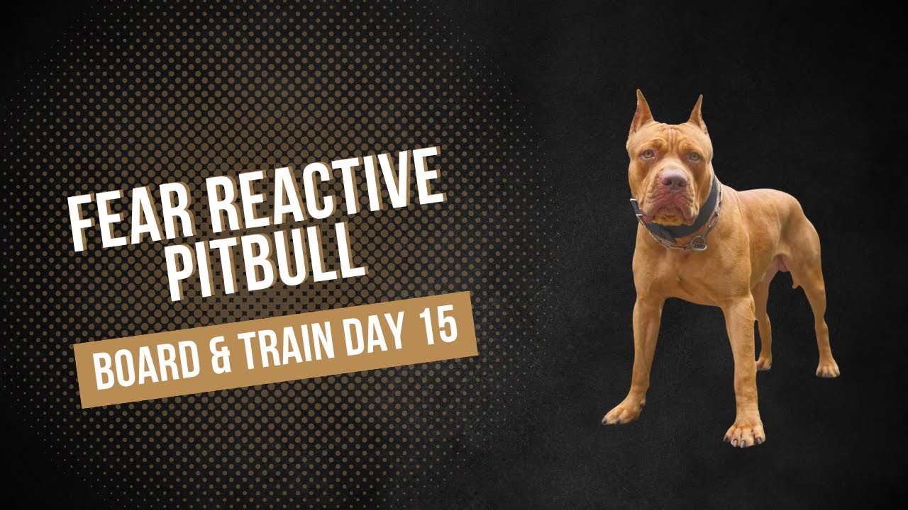 Reactive Pitbull Board & Train - Day 15