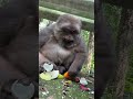 Xingxing Will Eat Eggs. #Cute#Monkey #Monkey'sLife #Cute #Monkey #Xingxing #Nature