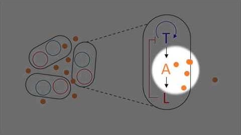 Scale Invariance Explained by Bacteria