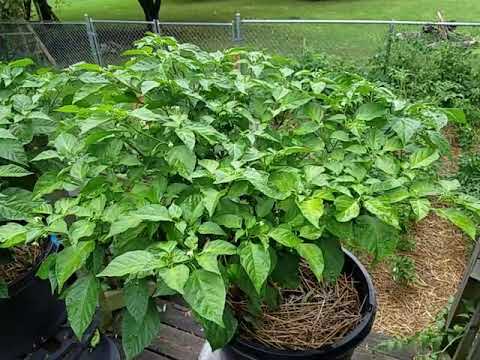 Carolina Reaper Update August 2nd 2020