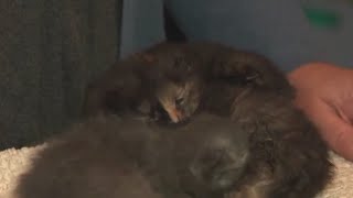 Newborn kittens miraculously rescued from trash in NYC