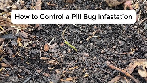 How to Control a Pill Bug Infestation