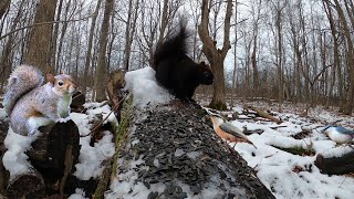 Birds and Squirrels in a Snowy Forest - 10 Hours - Dec 15, 2022