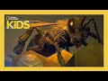 Arthropod Characteristics and Taxonomy
