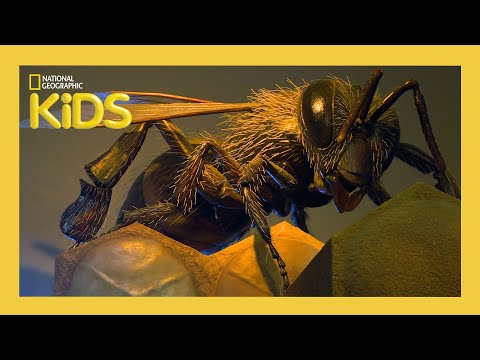 Buggin' Out | Weird But True! | S1 E9 | Full Episode | Natgeokids