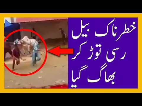 bail-qurbani-ke-doran-rassi-tor-ker-bhag-gaya-|-bull-runs-away-while-sacrifice-at-eid-ul-adha-2017