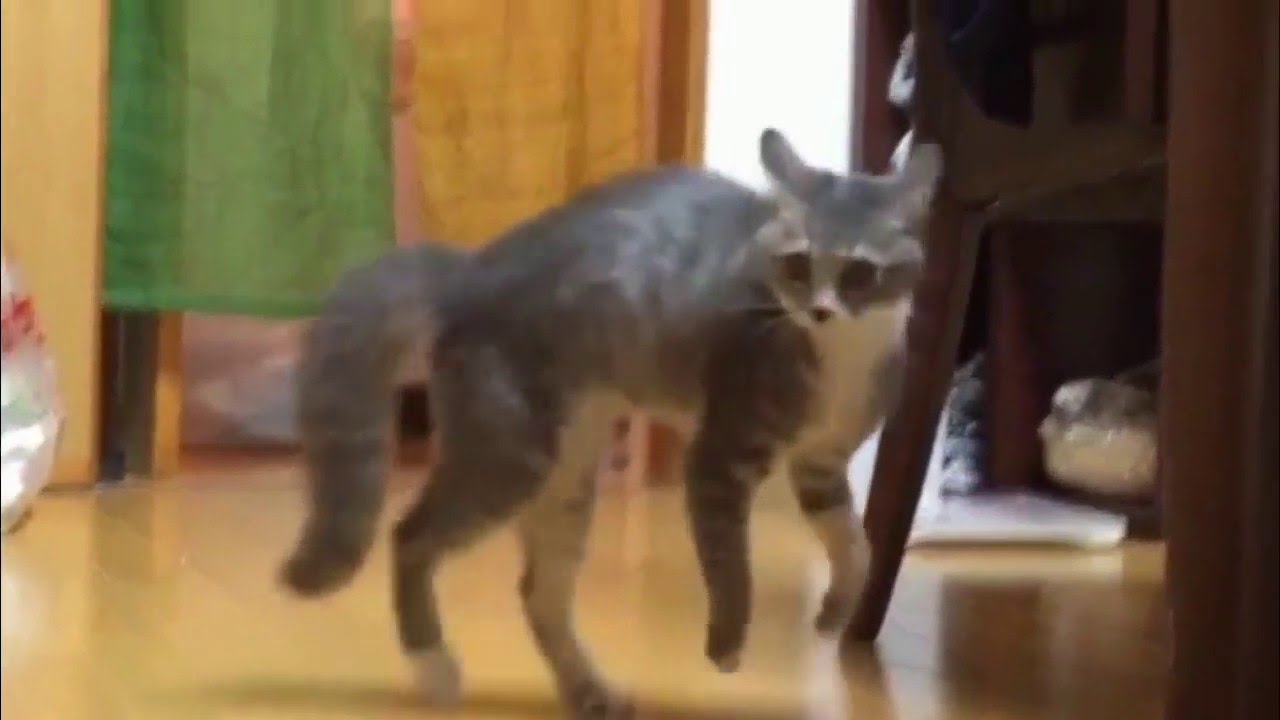 ぴょんこぴょんこ猫 スロー Kitten Hopping Sideways Slow Motion Youtube