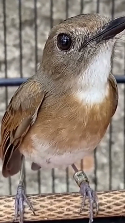 burung srdc gacor dor