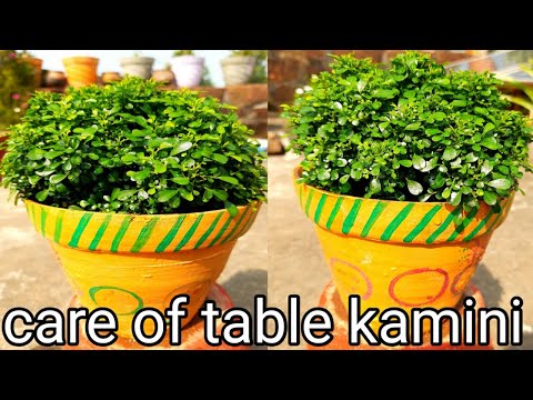 complete care of table kamini plant || how to get more growth on table kamini