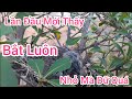 Cận Cảnh Chim Cu Non . Hung Dữ Quá