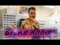 Gecko Room Tour - Crested and Gargoyle Geckos