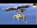 Unbelievable Eagles Attacks - Eagle vs Deer, Goat, Warthog