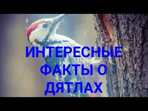 ИНТЕРЕСНЫЕ ФАКТЫ О ДЯТЛАХ