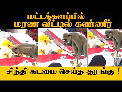 உயிரிழந்தவருக்கு அஞ்சலி செலுத்திய குரங்கு  மட்டக்களப்பில் சம்பவம்!