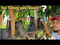 Three rootstock inarching tutorial tipsgha agri tv