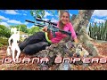 Hunting iguanas in the trees with pellet guns in south florida