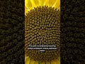 The Universal Spiral: Unlocking The Cosmos, Life & Humanity
