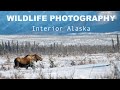 Winter WILDLIFE PHOTOGRAPHY in Interior Alaska for Caribou and Moose