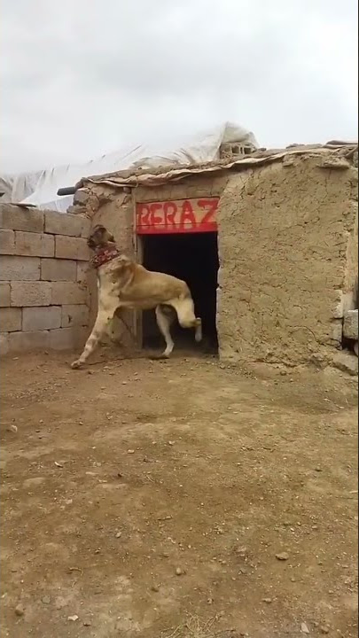 Biggest Dangerous Dog Attack Man