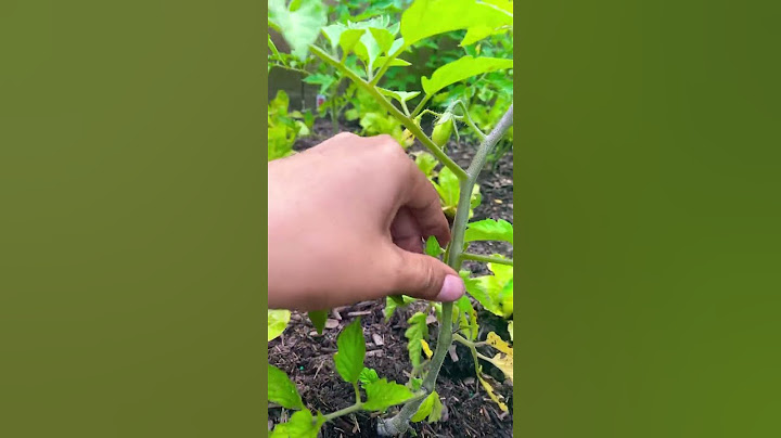 Tomate Cherry Poda De Chupones#trending #tiktok #video