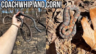 Peak Spring Hiking for Snakes in Georgia! Corn, Coachwhip, Rattlesnakes, and More!