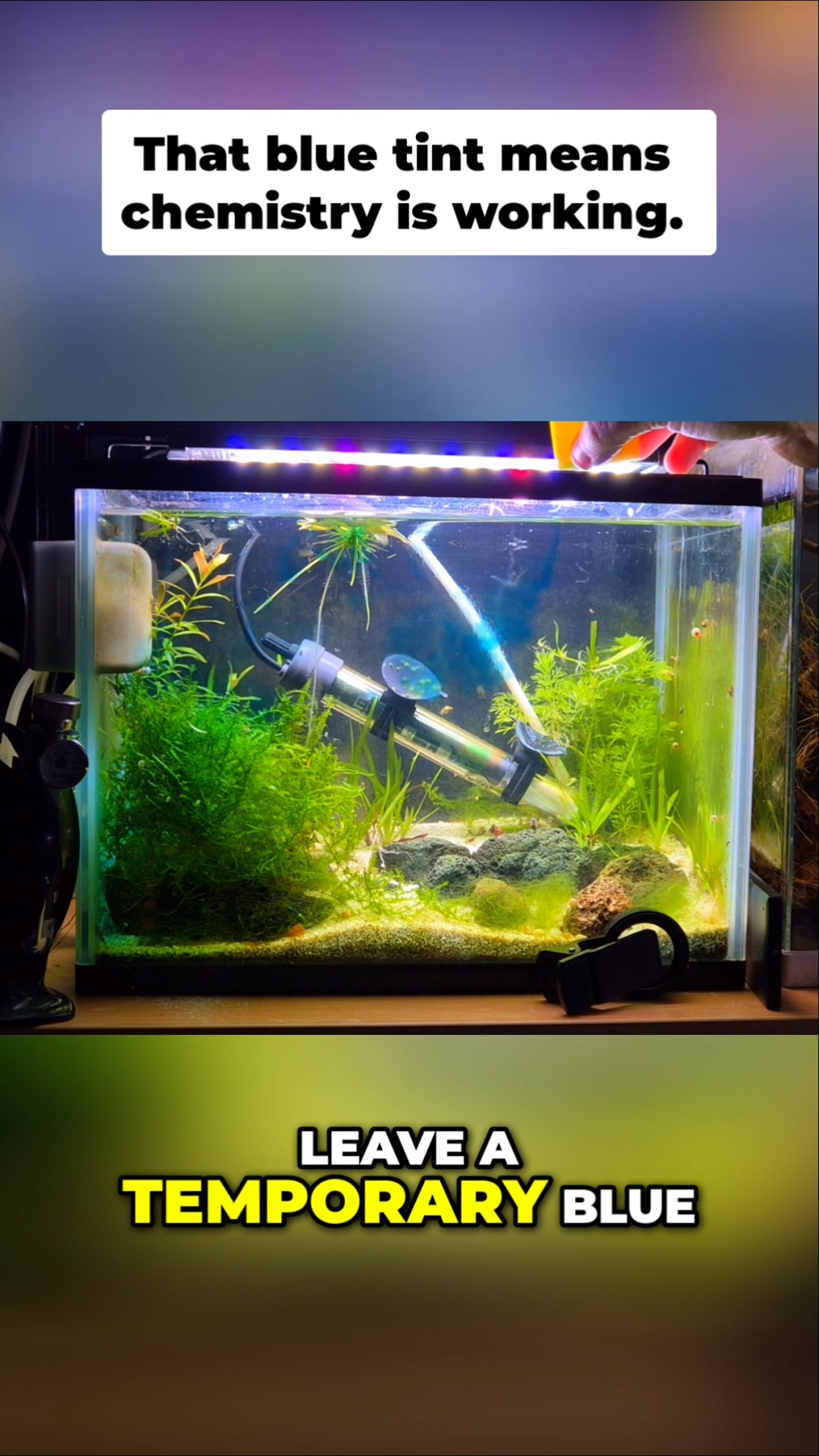Why Your Aquarium Water Turns Blue (It's Not a Problem) #shorts