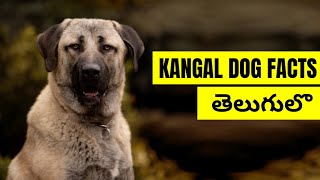 Kangal Dog Facts in Telugu | Pets TV Telugu by Pet's TV Telugu 94,198 views 3 years ago 9 minutes, 9 seconds