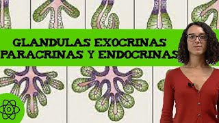 ¿Cuál es la diferencia entre las glandulas endocrinas y exocrinas?