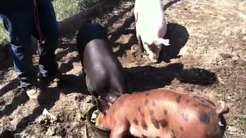 Pigs eating slop