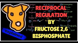 Reciprocal Regulation by Fructose-2,6-bisphosphate. PFK-2 / PFK-1 Glycolysis. Gluconeogenesis Step 1