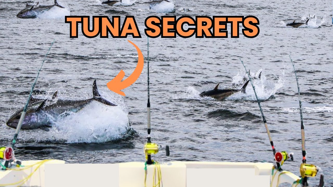 5 Tips To Limit Out On Yellowfin Tuna Foolproof Tricks YouTube