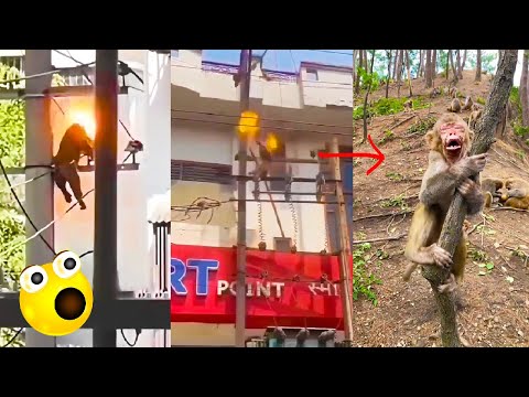 Stupid Monkeys Climb On High Voltage Electricity End Up Being Burned By The Electricity