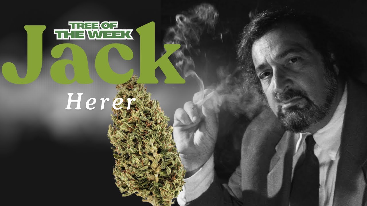 Jack Herer – The Ultimate Sativa? 🌲🔥 | Tree of the Week Strain Review