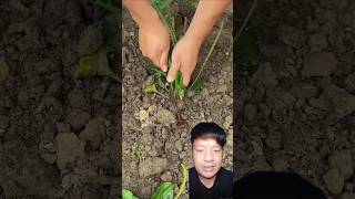 Easy Hand Tool for Uprooting Small Plants # #shortsfeed #shorts #setisfying