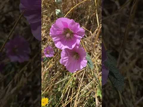 Вдоль ручья Мейцар.נחל) מיצר) #israel, #путешествияпоизраилю, #shorts