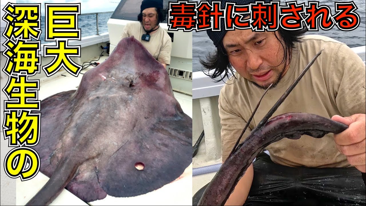 深海650mの巨大毒針生物に腕を刺されたらとんでもないことに…