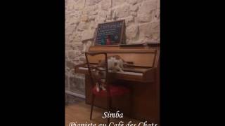 Simba Pianiste au Café des Chats