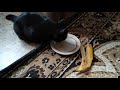 Дашка ест банан ( Она у нас кушает всё что и мы)