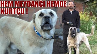 BOTH WEREWOLF AND DEFIANT DOGS !I HAVE THE BEST DOG IN THE BLACK SEA, I AM THE TOP OF THE KANGAL DOG