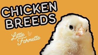 The best chicken breeds for your homestead / backyard flock  Some of our favs Baby chicks