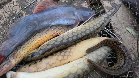 CUỘC SỐNG MIỀN ĐÔNG CẮM CÂU GẶP Ổ CÁ CHẠCH KHỦNG