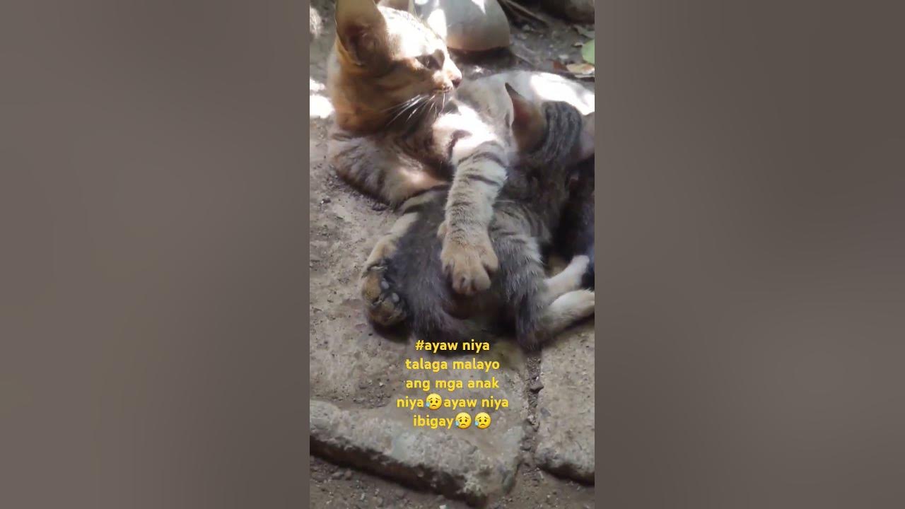 A mothers Love❤️#thismusicbelongstotherightfulowner #nocopyrightinfringementintendedmusic A mothers Love❤️#thismusicbelongstotherightfulowner #nocopyrightinfringementintendedmusic