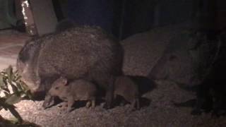 Javelina and babies eating seed block