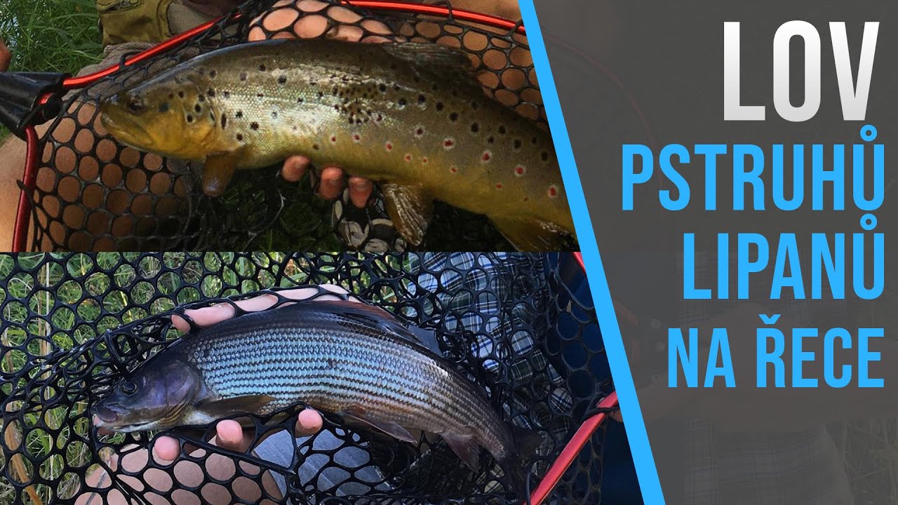 Lov Pstruhů a Lipanů na řece přívlačí