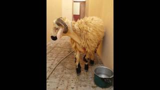 صوت الخروف  Sheep Voice