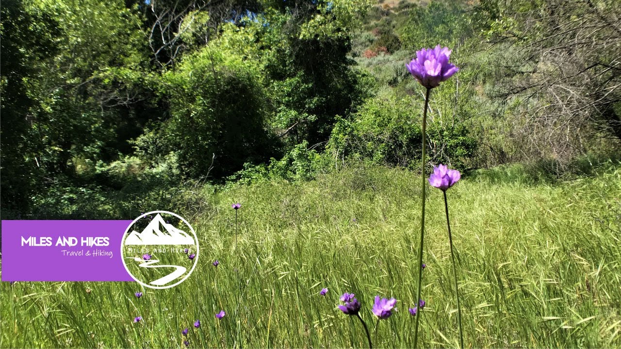 Hike among wildflowers, oaks + a small creek at Rice Canyon Trail | Stevenson Ranch (CA)