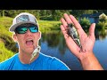 The BEST TOPWATER BAIT EVER INVENTED (You NEED This)
