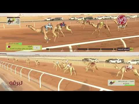 ش2 السنافي ل عبدالهادي راشد الغفراني مهرجان خادم الحرمين الشريفين 30 01 2025ص لقايا قعدان 7 46 77