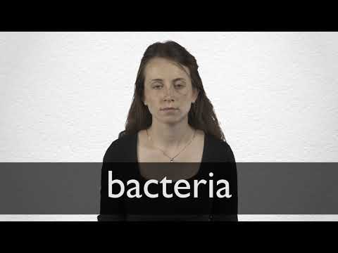 How to pronounce BACTERIA in British English