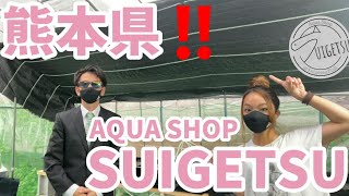 品種改良めだか専門店！AQUA SHOP SUIGETSU【熊本県/アクアショップスイゲツ】屋外ビニールハウス飼育場公開！楊貴妃.三色ラメ.王妃.安らぎAQUAちゃんねる